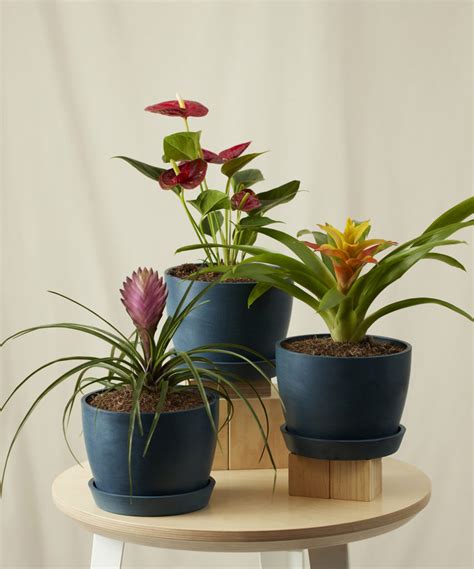 Buy Potted Bromeliad Summer Indoor Plant Bloomscape