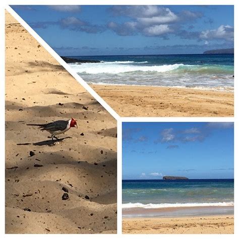 Little Beach Makena State Park Reviews Photos Wailea Makena