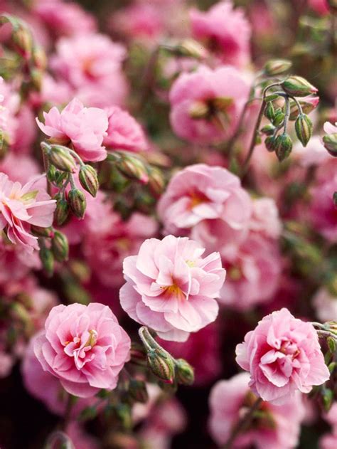 Get pink spring flowering tree delivered to your door. 21 Spring Flowers for Your Garden | Better Homes & Gardens