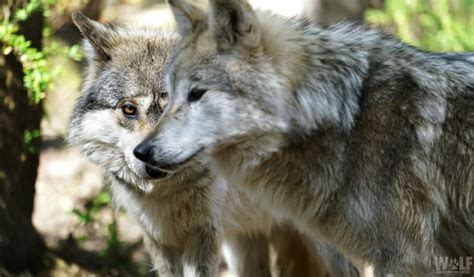 Federal Agency Kills Endangered Mexican Gray Wolf Father On Behalf Of