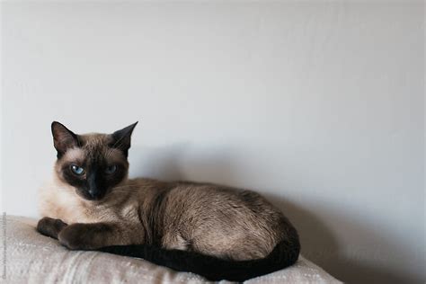 Siamese Cats Laying On A Sofa By Stocksy Contributor Chelsea