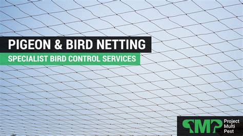 Pigeon Netting London Specialist Bird Netting Services