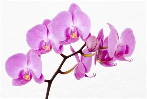 Beautiful Pink Orchid Flowers Hd Wallpaper