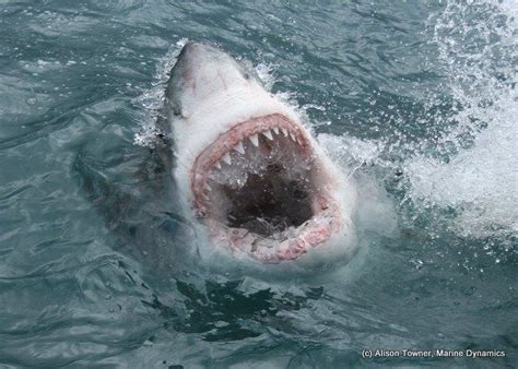 A Great White Can Go Through 20 000 Razor Sharp Teeth In One Life