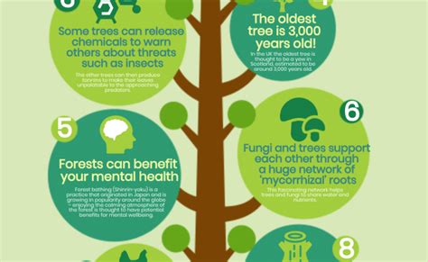 10 Amazing Facts About Trees Interesting Facts About Trees Facts