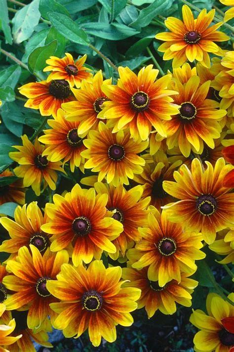 30 Picture Perfect Flowers To Elevate Your Fall Garden Fall Plants