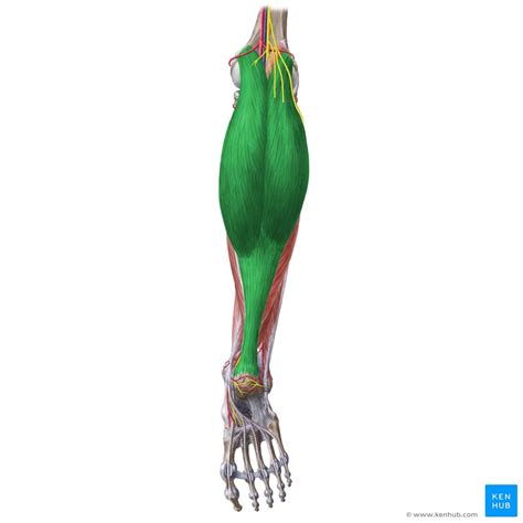 Origin And Insertion Of Gastrocnemius Muscyq It Acts On The Ankles