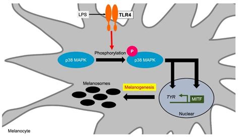Ijms Free Full Text Melanogenesis Connection With Innate Immunity And Toll Like Receptors