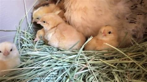 Chicks Hatched One Day Early Youtube