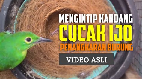 10:59 cucak ijo langsung jamtrok setelah mendengar suara cucak ijo ini #cucakijojamtrok #cucakijogacor #pancingancucakijo. 23+ Gambar Kartun Burung Cak Ijo - Kumpulan Kartun HD