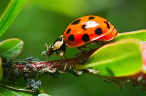 Why Ladybugs Are Good For Your Garden How To Attract Them Home