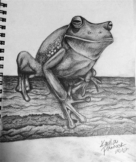Frog Drawing Images At Explore Collection Of Frog