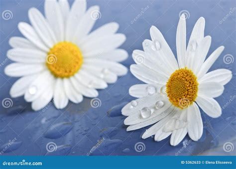 Daisy Flowers With Water Drops Stock Image Image Of Fresh Macro 5362633