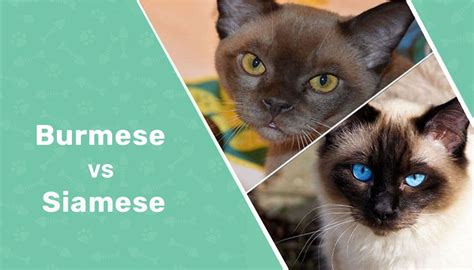 Burmese Vs Siamese Cat Whats The Difference With Pictures