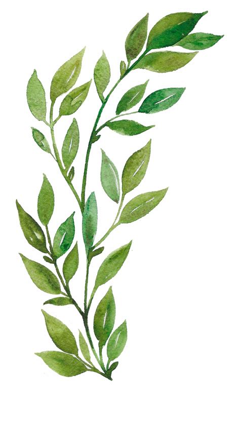 H916 Watercolor Leaves, Watercolor Art, Plant Aesthetic, - Watercolor
