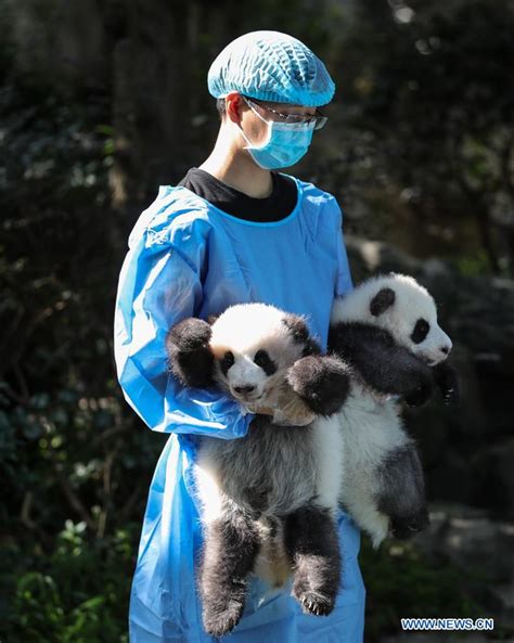 12 Giant Panda Cubs Meet Public In Chengdu Sw Chinas Sichuan 6