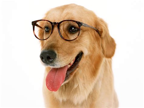 Dog With Glasses Wallpapers Top Free Dog With Glasses Backgrounds