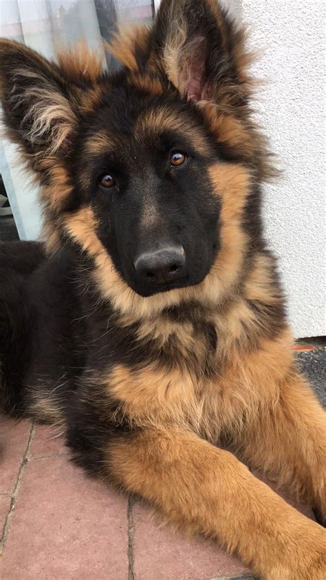 Everything We All Adore About The Intelligent German Shepherd Pup
