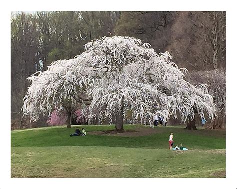 Spreading Cherry Tree Photograph By Iris Posner