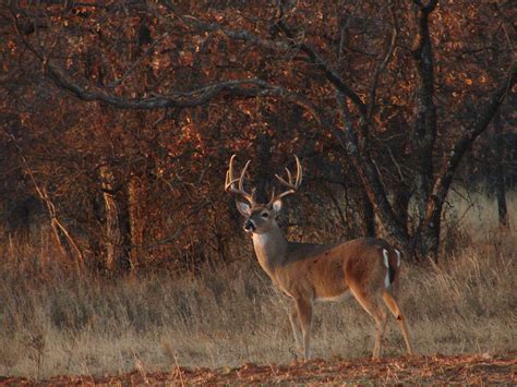 Deer Hunting Wallpapers Bigbeamng