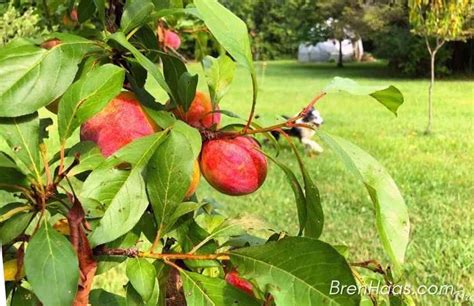Why I Recommend The Pluot Tree In Home Garden Creative Living With