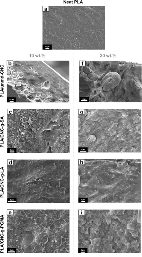 Sem Micrographs Displaying Cross Sections Of Pla Films Containing Neat