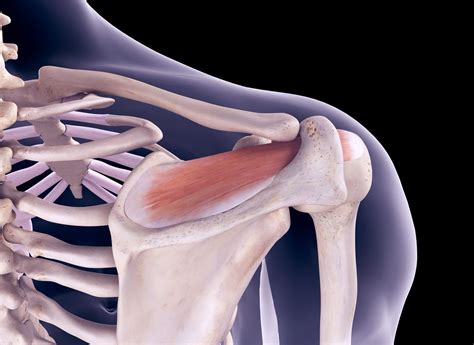 Anatomy Of Shoulder Rotator Cuff The Best Porn Website