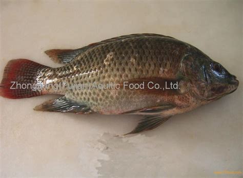 Sell Black Tilapiaoreochromis Niloticuschina Price Supplier 21food