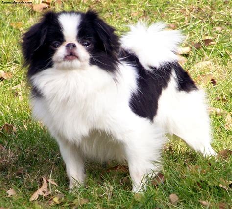 Japanese Chin Puppies Rescue Pictures Information Temperament