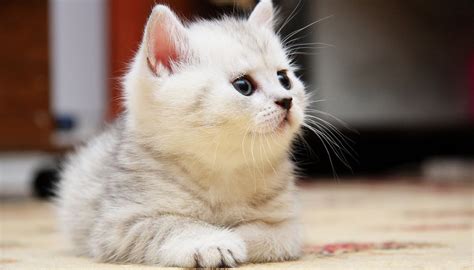 Cute Fluffy Kittens Compilation - Videos - Viralcats at Viralcats