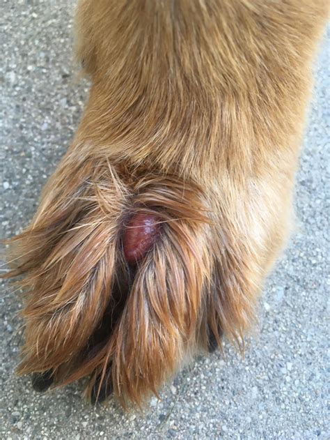 My Dog Has Developed A Red Bump On His Paw I Noticed It Today After I