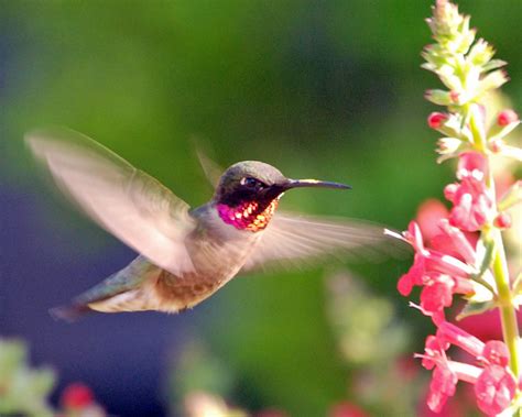 Ideas And Inspiration For Creative Living Hummingbirds Visit Texas