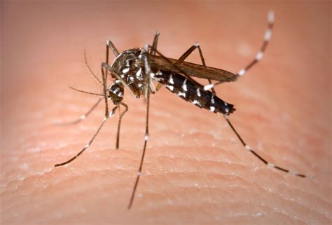 Fighting The Asian Tiger Mosquito The Washington Post
