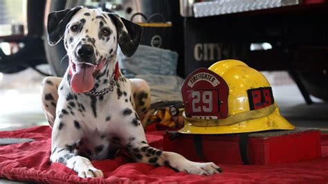 In Loving Memory Wilshire The Fire Dog The Relief