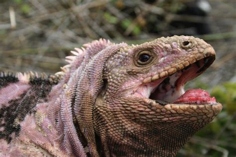 Tracking The Critically Endangered Pink Iguanas Of The Galápagos San