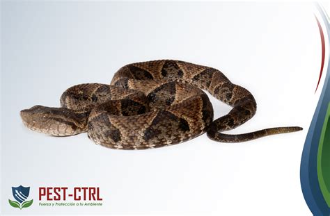 Pest Ctrl Reptiles