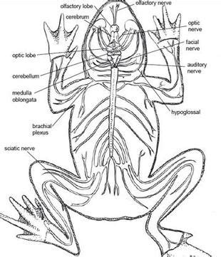 Nervous System - american-bullfrog