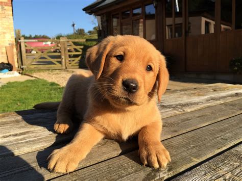 Did you scroll all this way to get facts about fox red lab? Fox Red pedigree Labrador Puppies for sale | Bideford ...