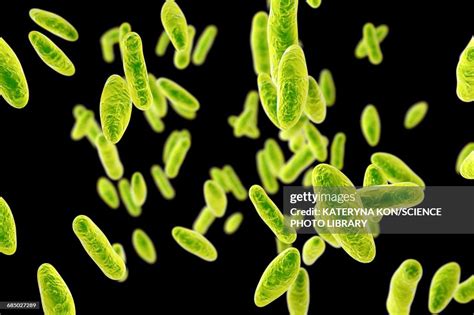 Brucella Bacteria Illustration High Res Vector Graphic Getty Images