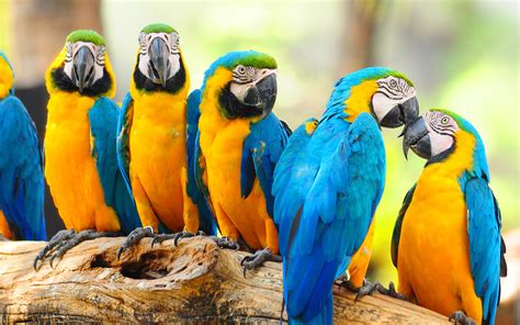 Hand made just for you, with a finish that will enhance your living space with luxury art. macaw parrots beautiful - HD Desktop Wallpapers | 4k HD