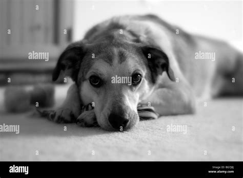 Dog Looking Peaceful Stock Photo Alamy