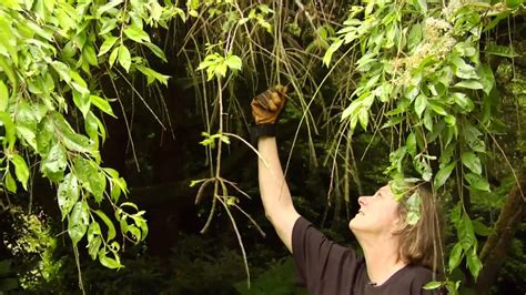 How To Prune A Mature Weeping Cherry Tree Video