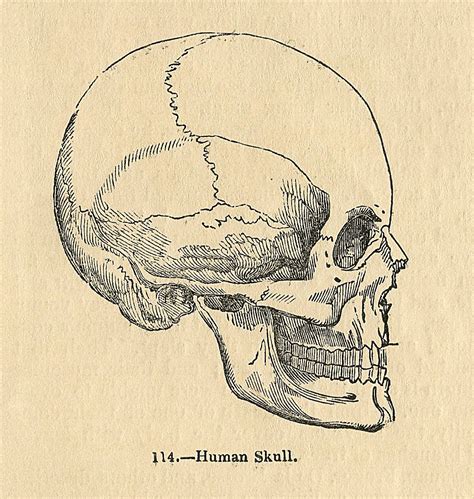 High quality vintage anatomy gifts and merchandise. Vintage Graphic Image - Skull - Halloween - The Graphics Fairy