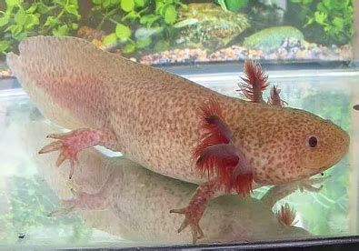This axolotl sticker is amazing. Axolotl, een fascinerend beestje in je aquarium - Aquariumfans