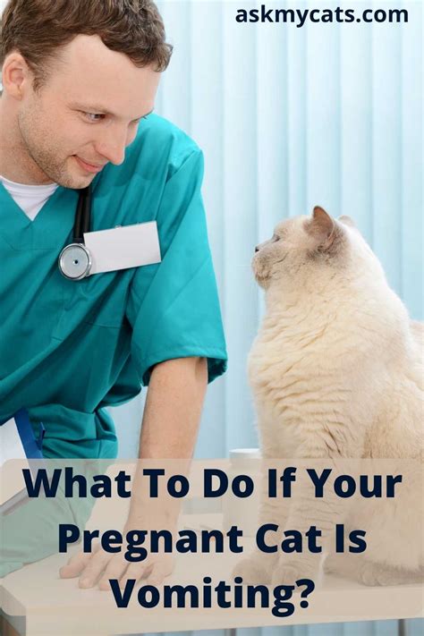 Pregnant Cat Vomiting Reasons And Solutions