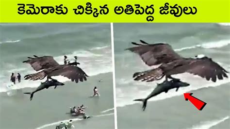 Top 15 Biggest Animals Caught On Camera Bmc Facts Telugu Youtube