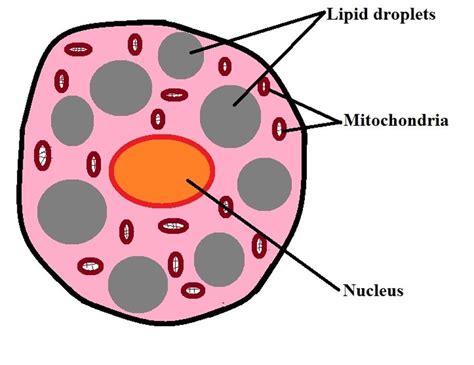 What Are Adipocytes What Are Their Functions In 2021 Brown Adipose