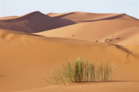 Sand Dunes Sahara Desert Morocco By Danita Delimont