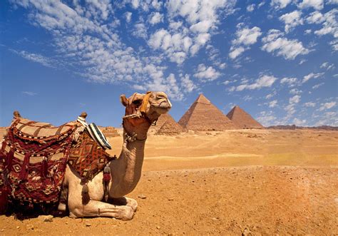 a camel at the pyramids of giza egypt photograph by buddy mays pixels