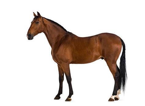 Brown Horse Stock Photos Pictures And Royalty Free Images Istock